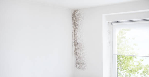 Best HVAC Mold Inspection and Cleaning  in Pine Bush, NY