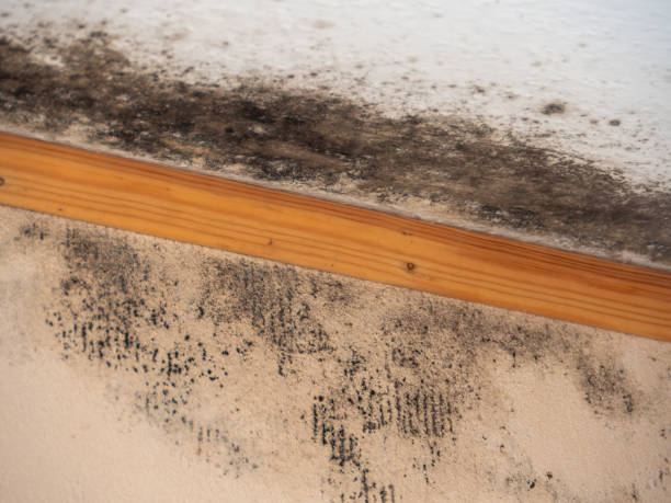 Best Post-Construction Mold Inspection  in Pine Bush, NY