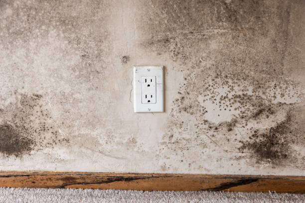 Best Real Estate Mold Inspection  in Pine Bush, NY
